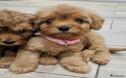 Cavapoo dogs for sale: Red F1B Toy Cavapoos - Image 8