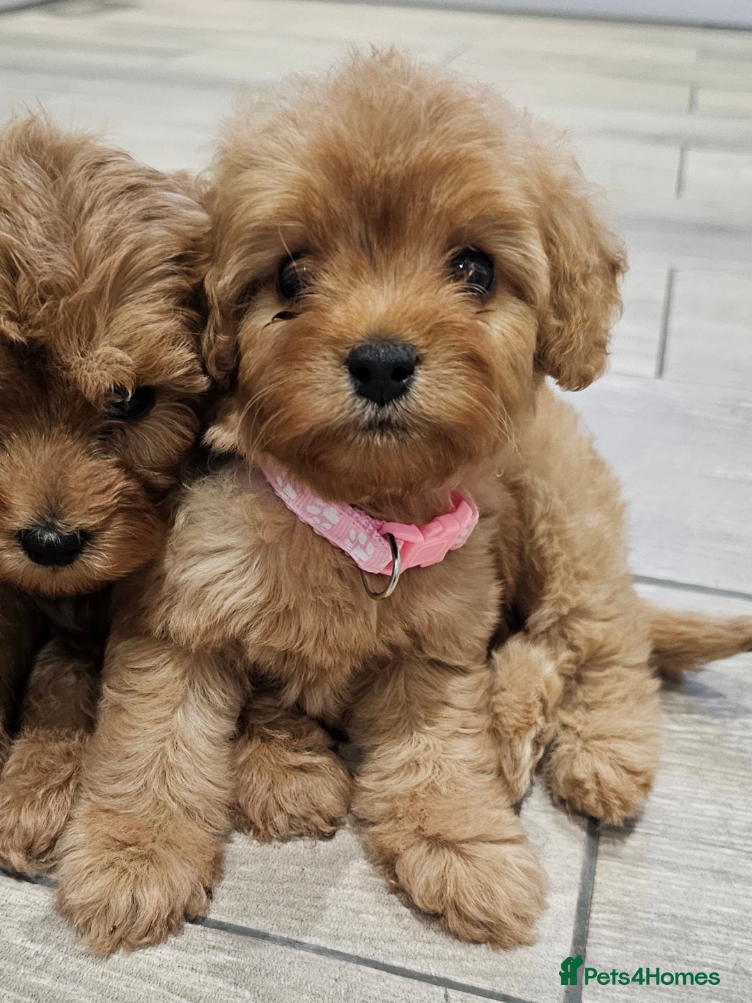 Cavapoo dogs for sale: Red F1B Toy Cavapoos - Image 8