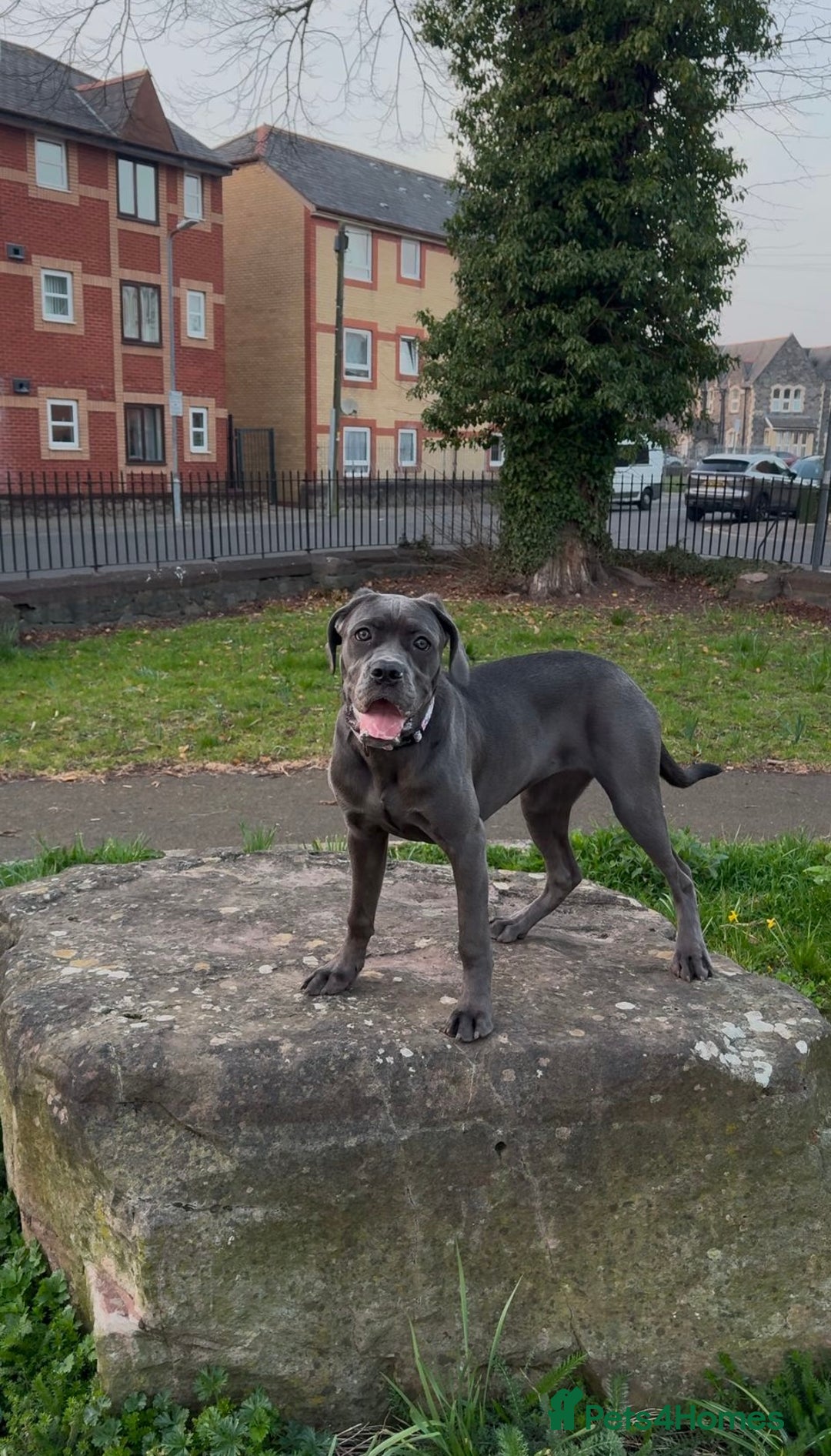 Cane Corso dogs for sale: 11 month old cane corso - Image 5
