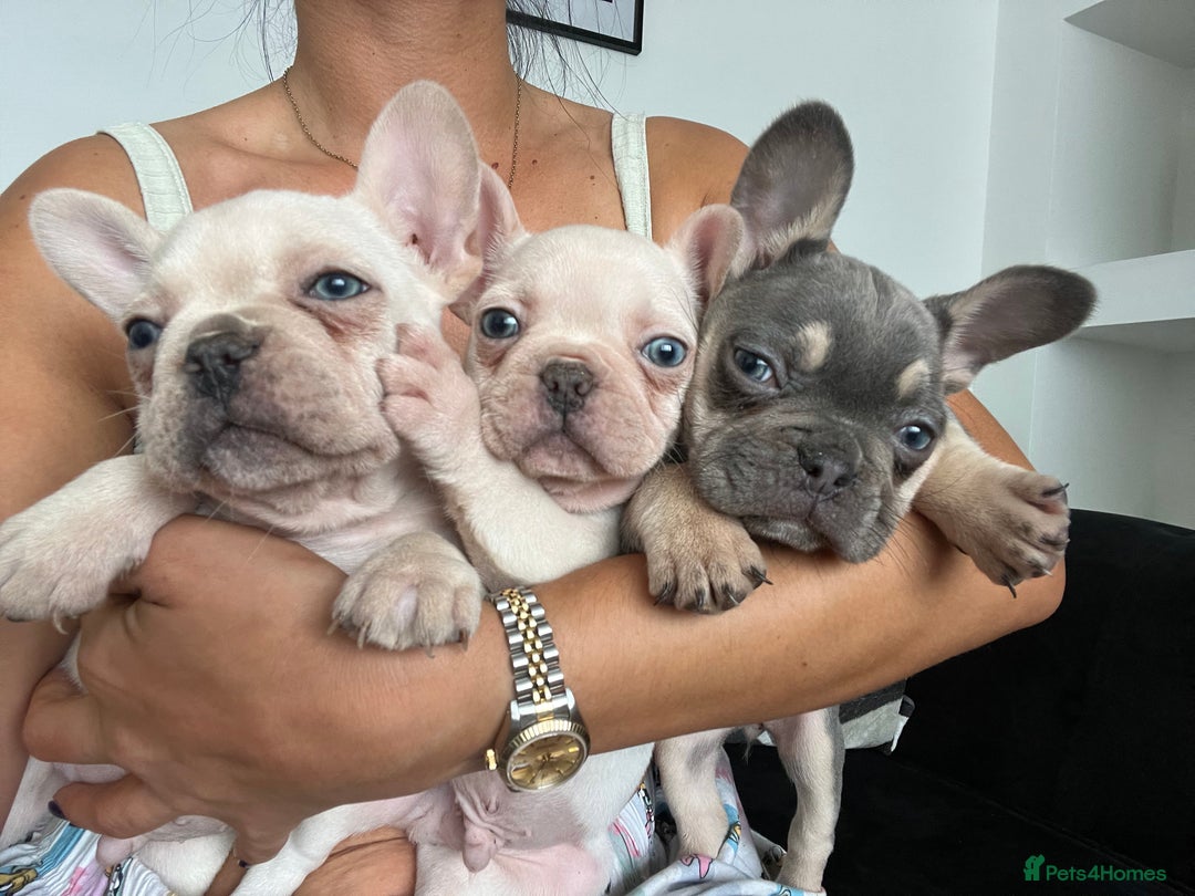 French Bulldog dogs for sale: French bulldogs READY NOW - Image 4