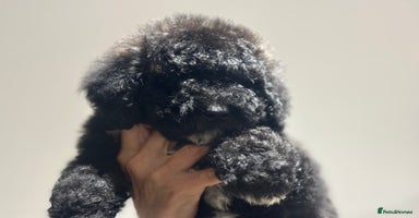 Mixed Breed dogs F1B SAINTBERNADOODLE  FULL VET CHECKED ALL HEALTHY - Advert 1
