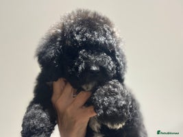 Mixed Breed dogs F1B SAINTBERNADOODLE FULL VET CHECKED ALL HEALTHY - Advert 1