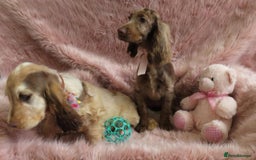 Cocker Spaniel dogs for sale: 🏆BEAUTIFUL COLOURS 🏆 SHOW TYPE COCKER SPANIELS - Image 14