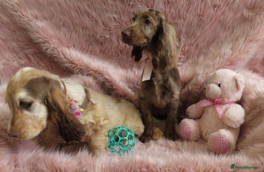Cocker Spaniel dogs for sale: 🏆BEAUTIFUL COLOURS 🏆 SHOW TYPE COCKER SPANIELS - Image 14