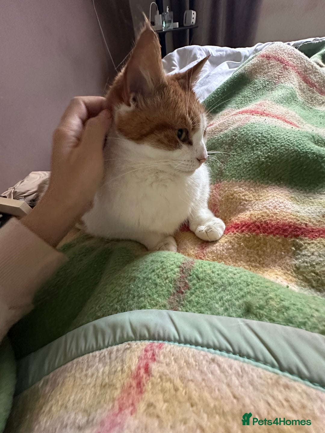 Domestic Shorthair cats for sale: Momie the Foodie - Advert 4