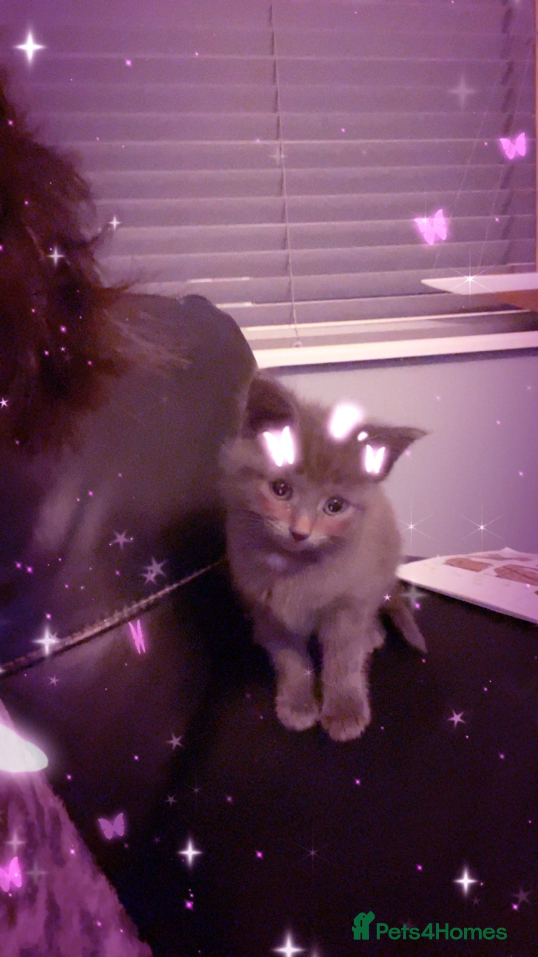 Russian Blue cats for sale: Girl Russian blue kitten 9 weeks  - Advert 5