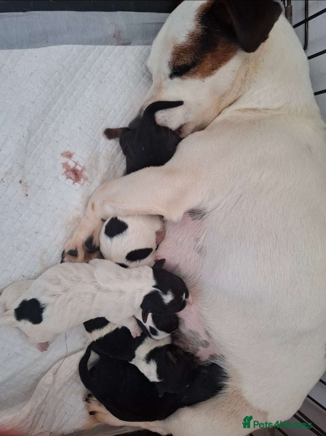 Jack Russell dogs for sale: Jack Russell pups - Image 4