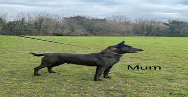 Belgian Shepherd Dog dogs - Advert 2