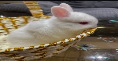 Netherland Dwarf rabbits - Advert 5