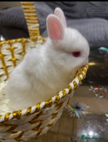 Netherland Dwarf rabbits - Advert 5