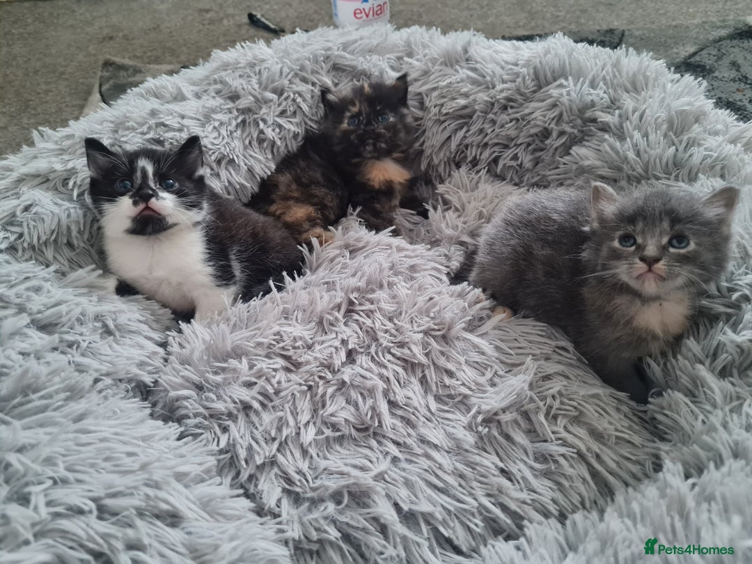 Mixed Breed cats for sale: 🐾 3 Adorable Kittens 2 female 1 male - Image 2