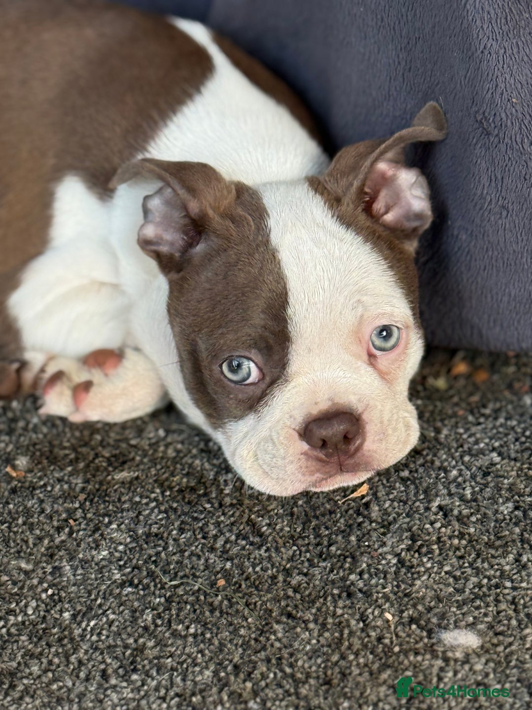 Boston Terrier dogs for sale: 2 females left !!!!!!! - Image 20