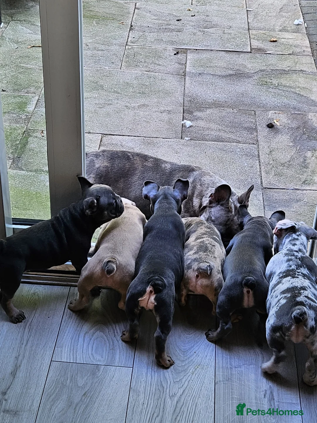 French Bulldog dogs for sale: 🐾French Bulldog Puppies for sale🐾 - Advert 2