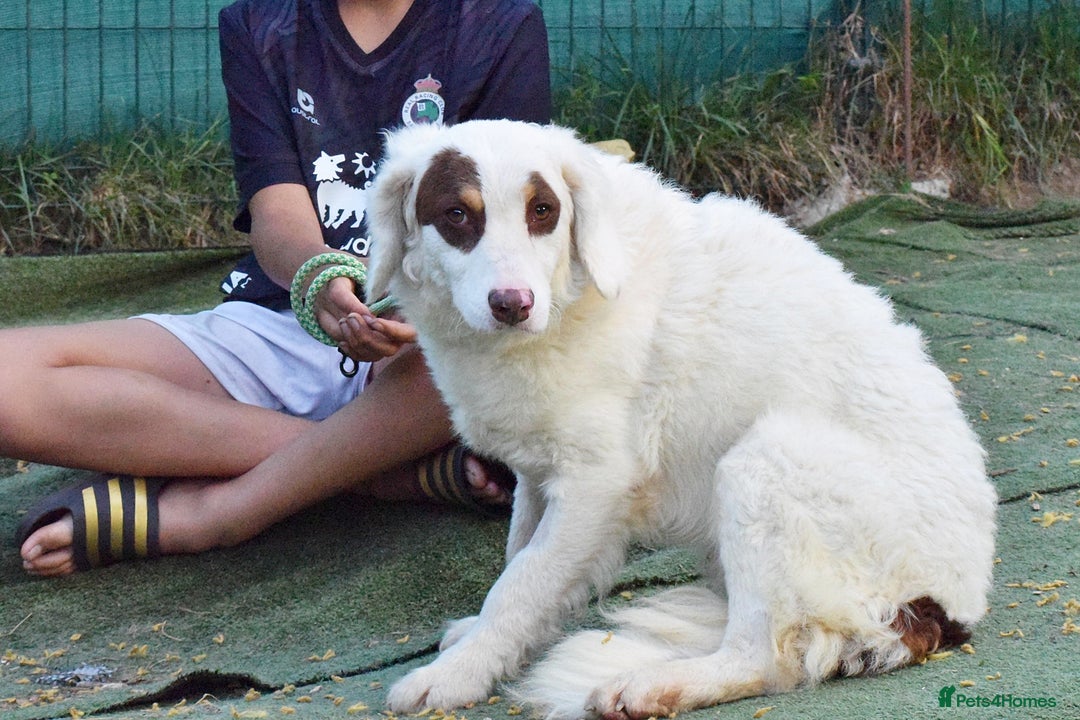 English Setter dogs for adoption: Pumuki  - Image 7