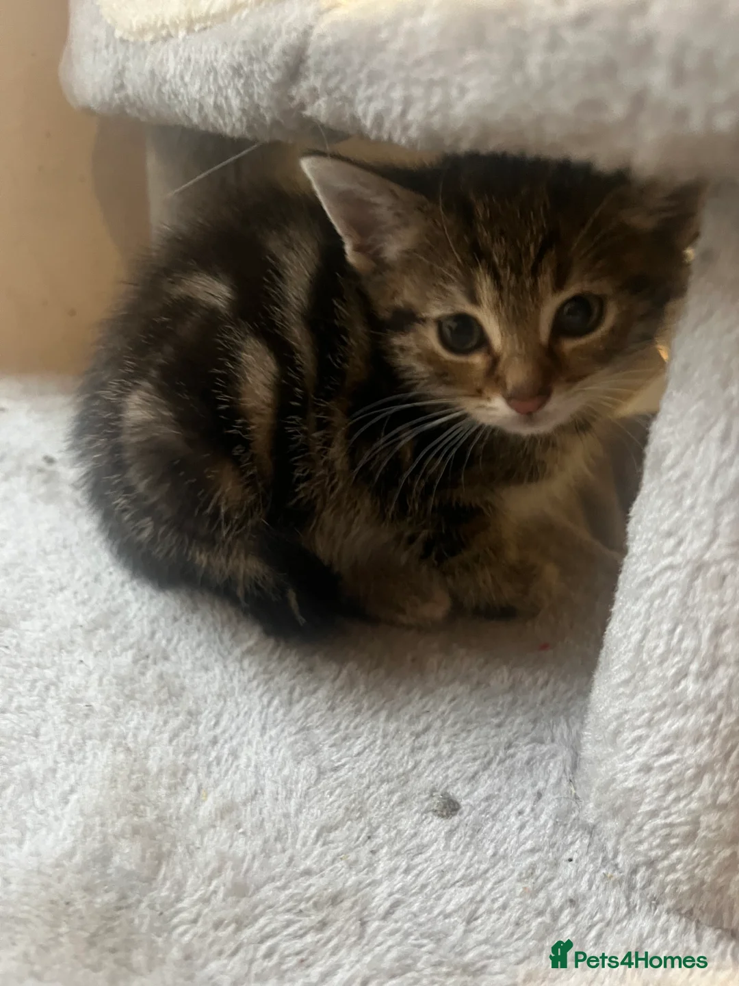 Mixed Breed cats for sale: Stunning 9 week old Female & Male kitten - Advert 9