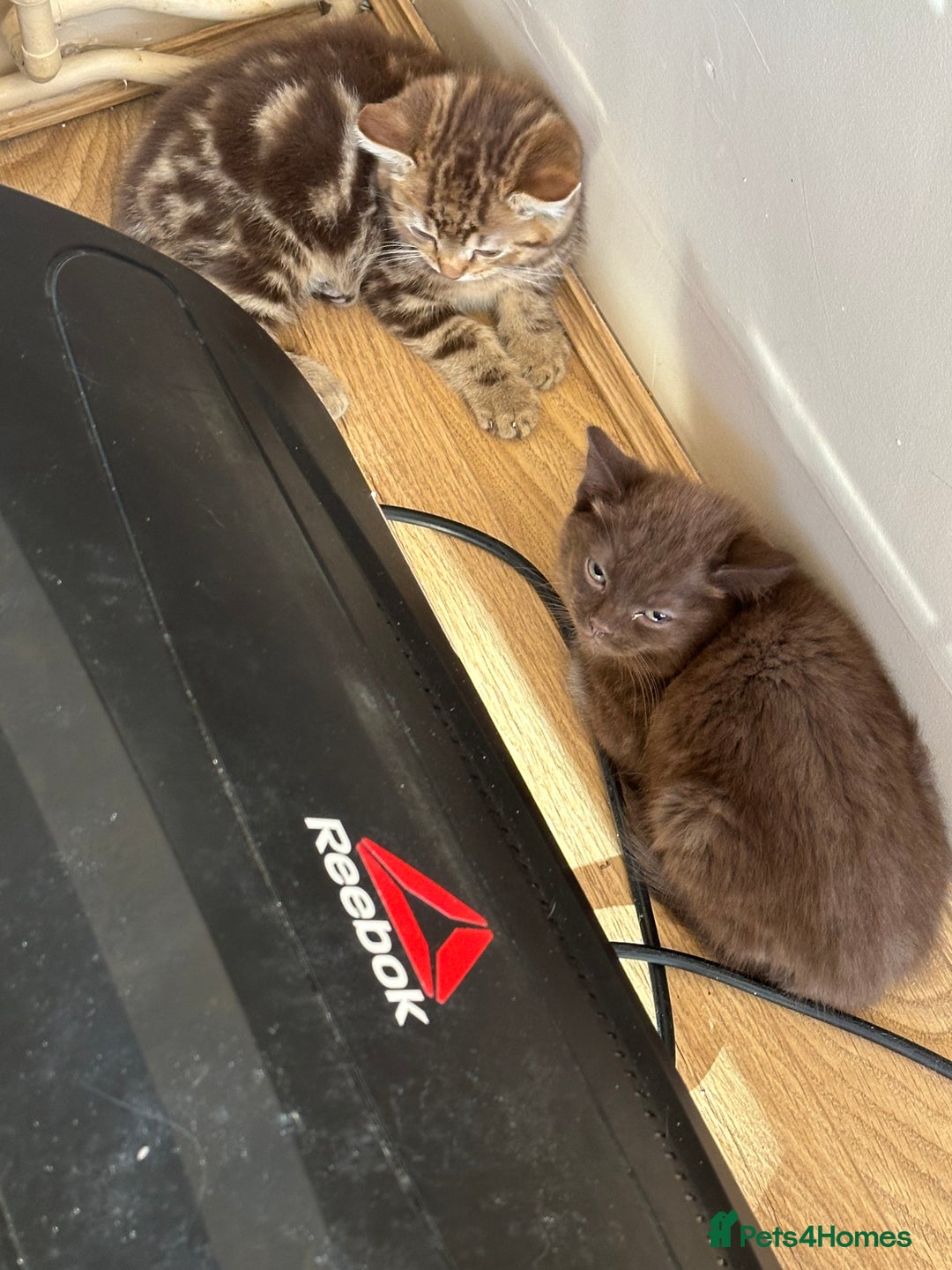 Mixed Breed cats for sale: Kittens for sale  - Image 11