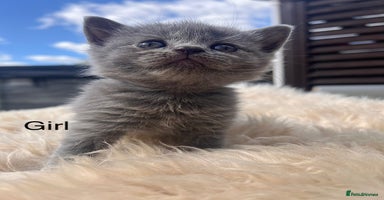 British Shorthair cats - Advert 9