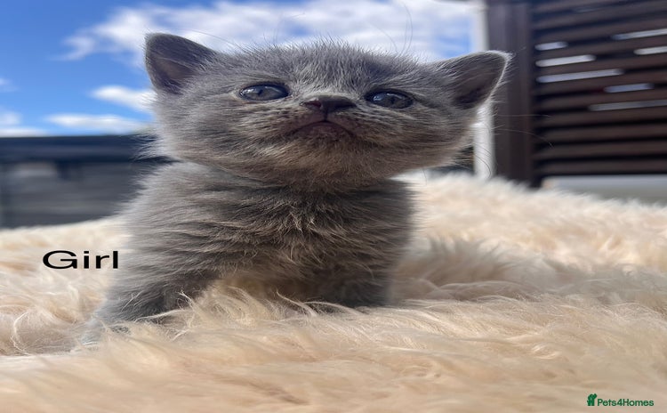 British Shorthair cats - Advert 8