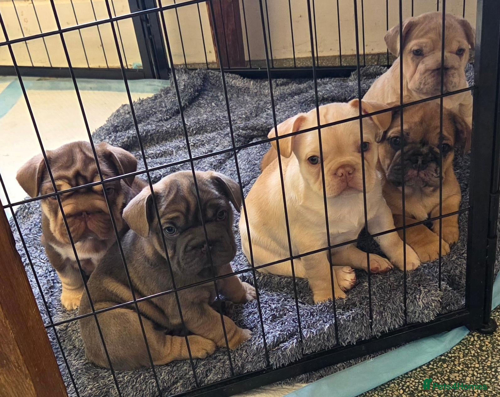 French Bulldog dogs Ready to view French rope fluffy line bulldog pups - Advert 2
