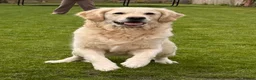 Golden Retriever dogs for sale:     KC Golden Retriever Puppies Due October - Advert 2