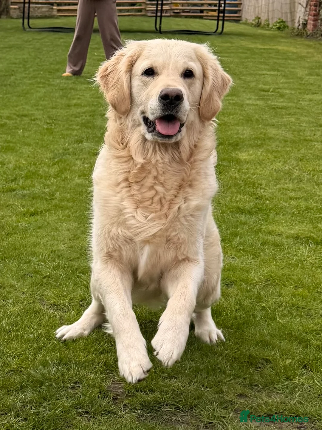 Golden Retriever dogs for sale:     KC Golden Retriever Puppies Due October - Advert 2