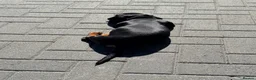 Miniature Dachshund dogs for sale: Male miniature Daschund 5 months old  - Advert 3