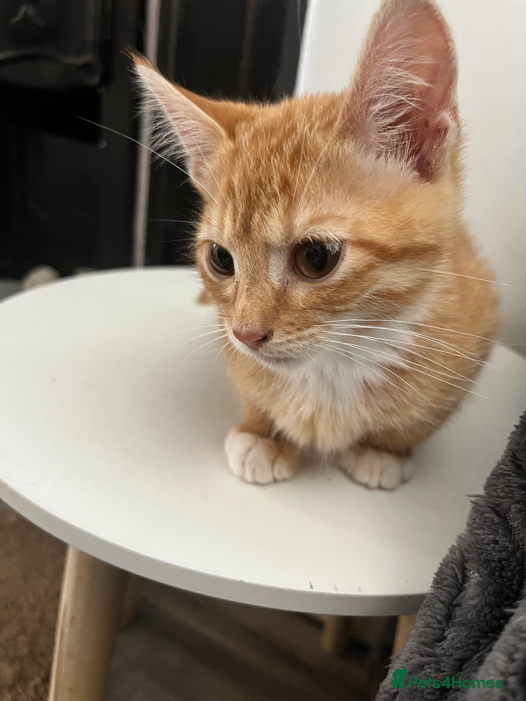Mixed Breed cats for sale: Pixie bob mixed kittens - Image 19