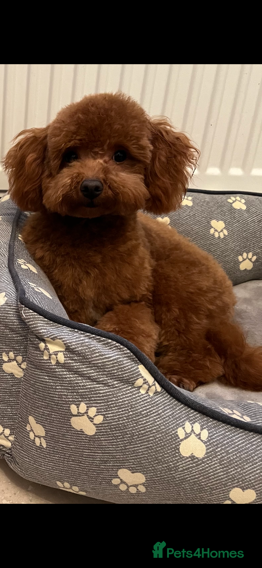 Poodle dogs for stud: Stunning Fox Red KC Reg Health Tested Stud in Newcastle - Advert 2