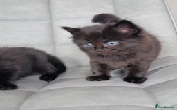 Scottish Fold cats for sale: Healthy and beautiful Scottish fold kittens - Image 16