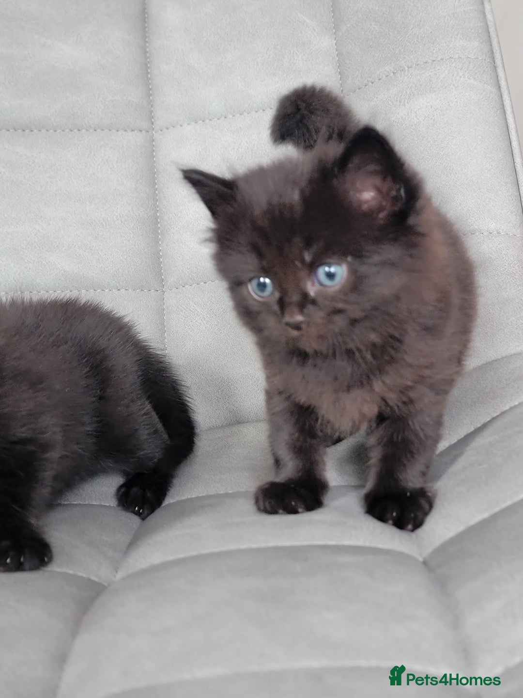 Scottish Fold cats for sale: Healthy and beautiful Scottish fold kittens - Image 16