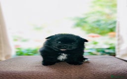 Pomeranian dogs for sale: Cute Pomeranian Puppies Looking for loving home - Image 6