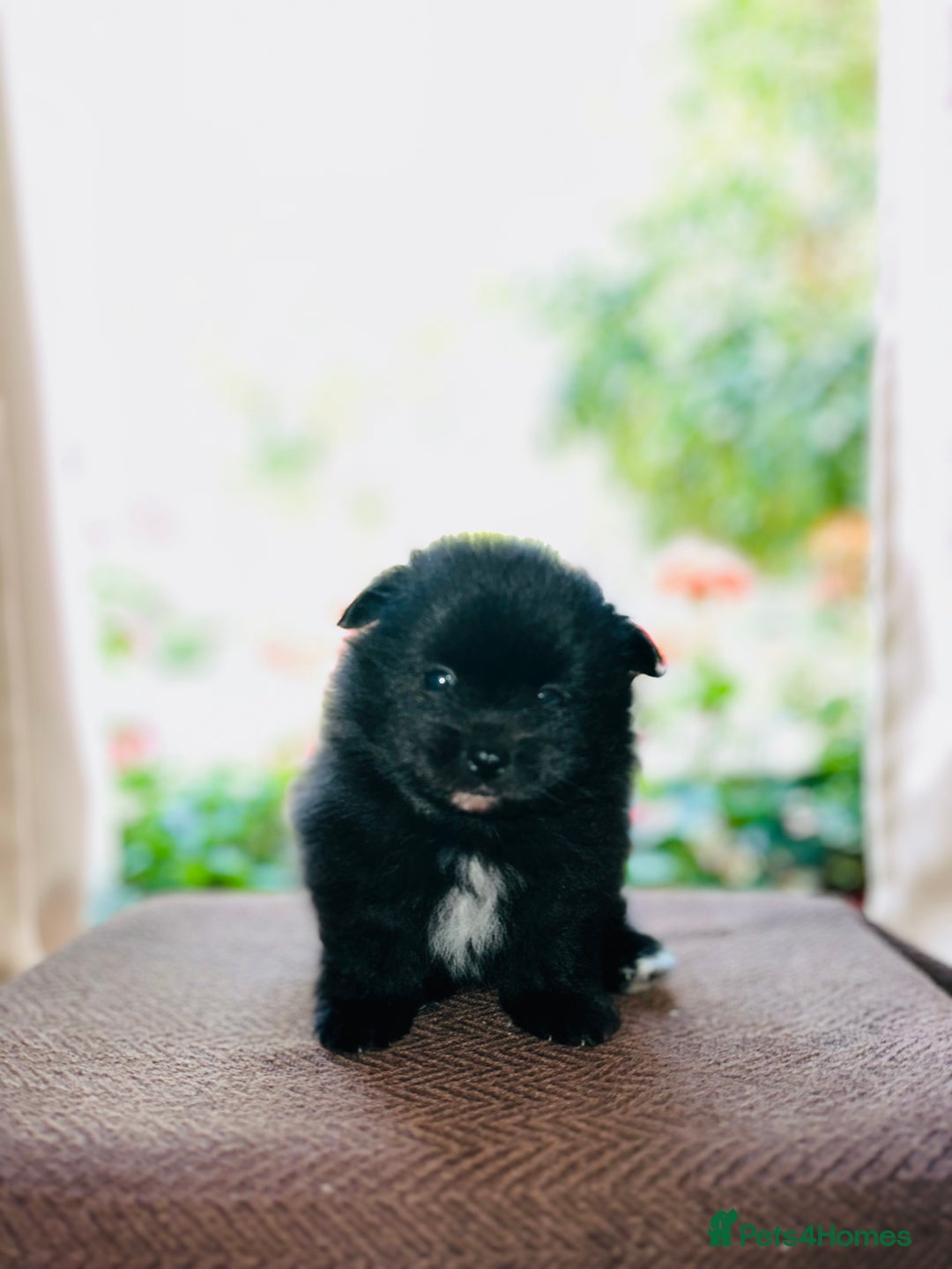 Pomeranian dogs for sale: Cute Pomeranian Puppies Looking for loving home - Image 6