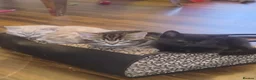 Bengal cats for sale: Bengal x British Shorthair  - Advert 26