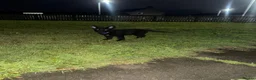 German Shepherd dogs for sale: German Shepherd  - Advert 3