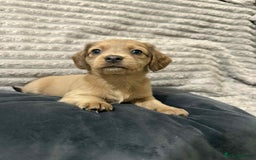Mixed Breed dogs for sale: Dauchaund x jackrussle puppies  - Image 2