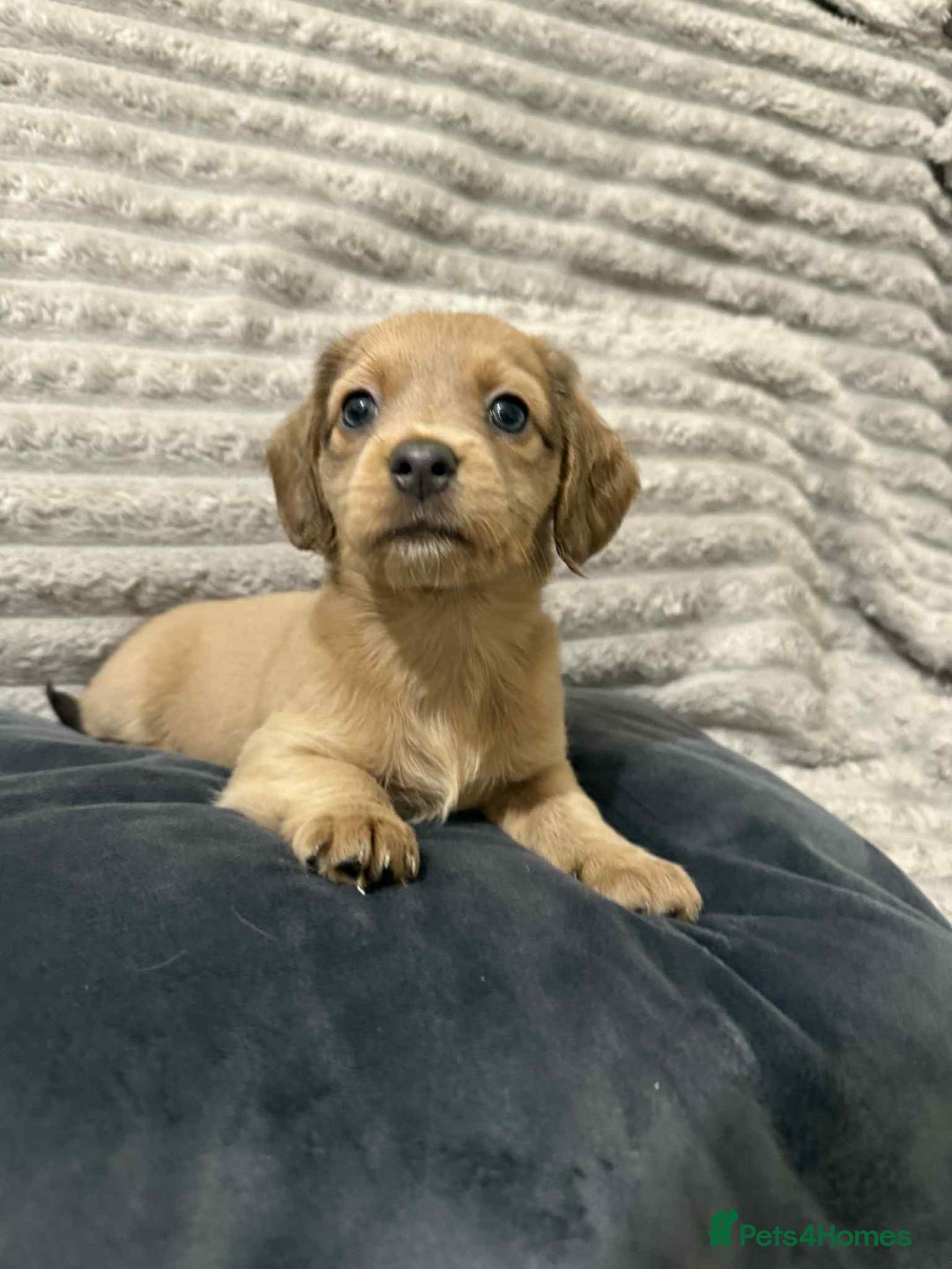 Mixed Breed dogs for sale: Dauchaund x jackrussle puppies  - Image 2