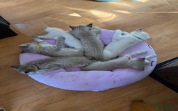 Ragdoll cats for sale: 6 Beautiful Ragdoll x Bengal kittens - Image 7