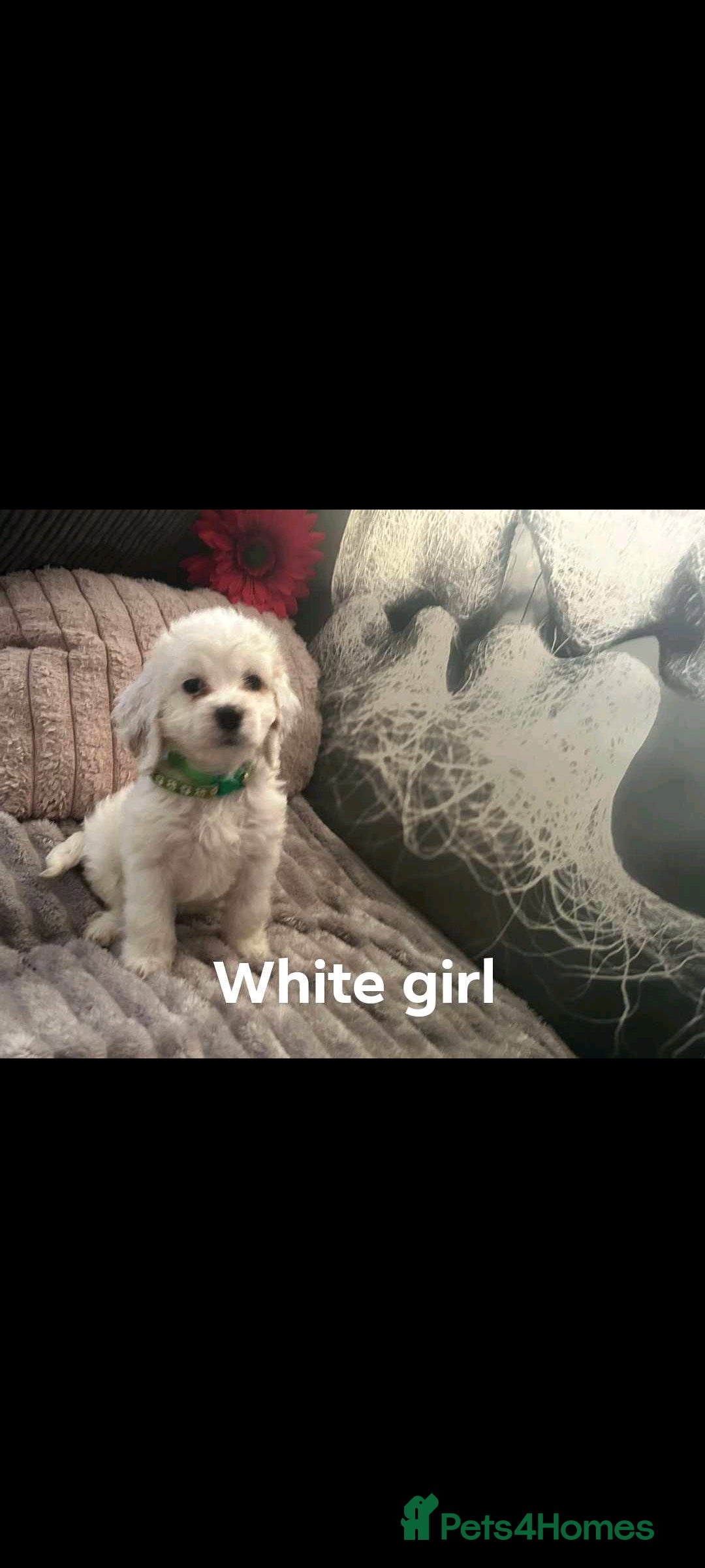 Cockapoo dogs for sale: Last pure white cockapoo  in Barnsley - Image 1