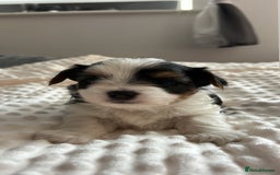 Biewer Terrier dogs for sale: Biewer terrier male puppies for sale - Image 2