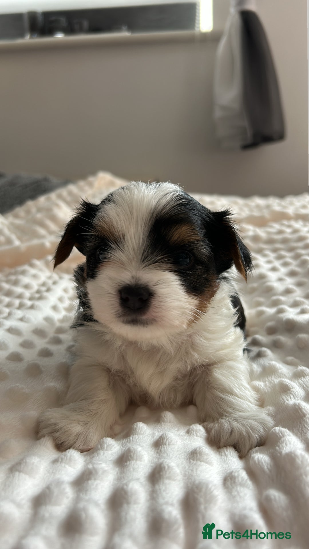 Biewer Terrier dogs for sale: Biewer terrier male puppies for sale - Image 2
