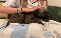Irish Wolfhound dogs for sale: Stunning litter of Irish Wolfhound puppies - Image 14