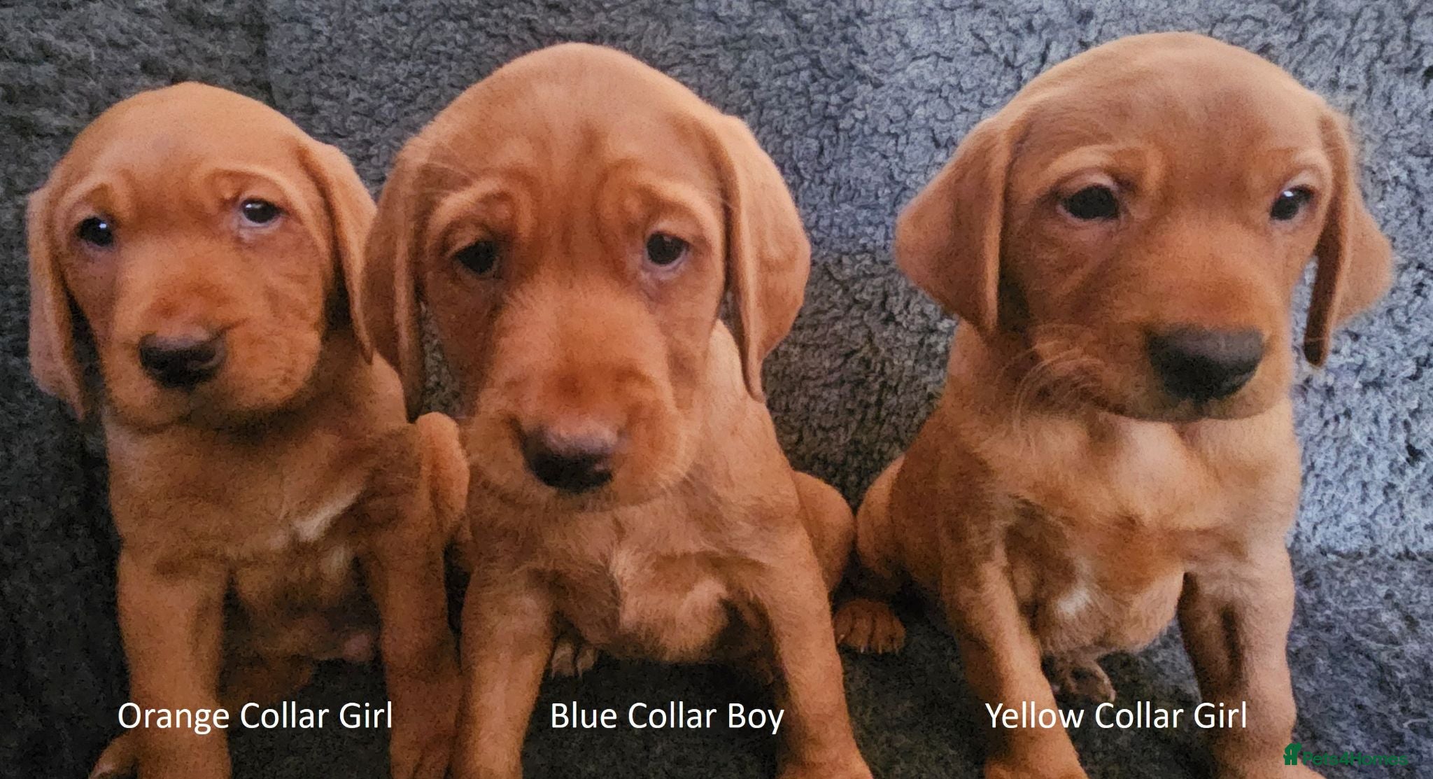 Labrador Retriever dogs Stunning Red/Golden Labs-KC Reg, Health Checked - Advert 15