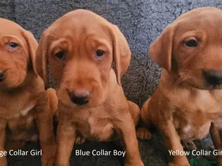 Labrador Retriever dogs Stunning Red/Golden Labs-KC Reg, Health Checked - Advert 15