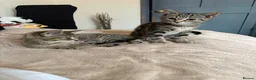 Mixed Breed cats for sale: Kittens looking for a forever home - Advert 2