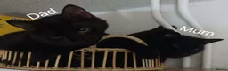 British Shorthair cats for sale: 3 Black/ghost tabby kittens - Advert 3