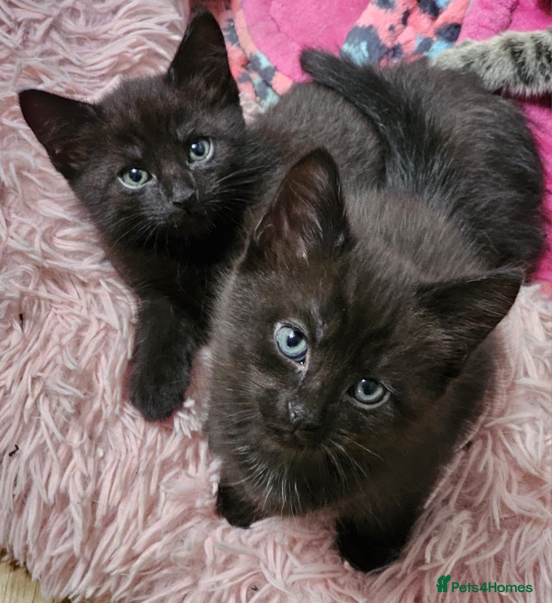 Mixed Breed cats for sale: 2 males  - Image 2