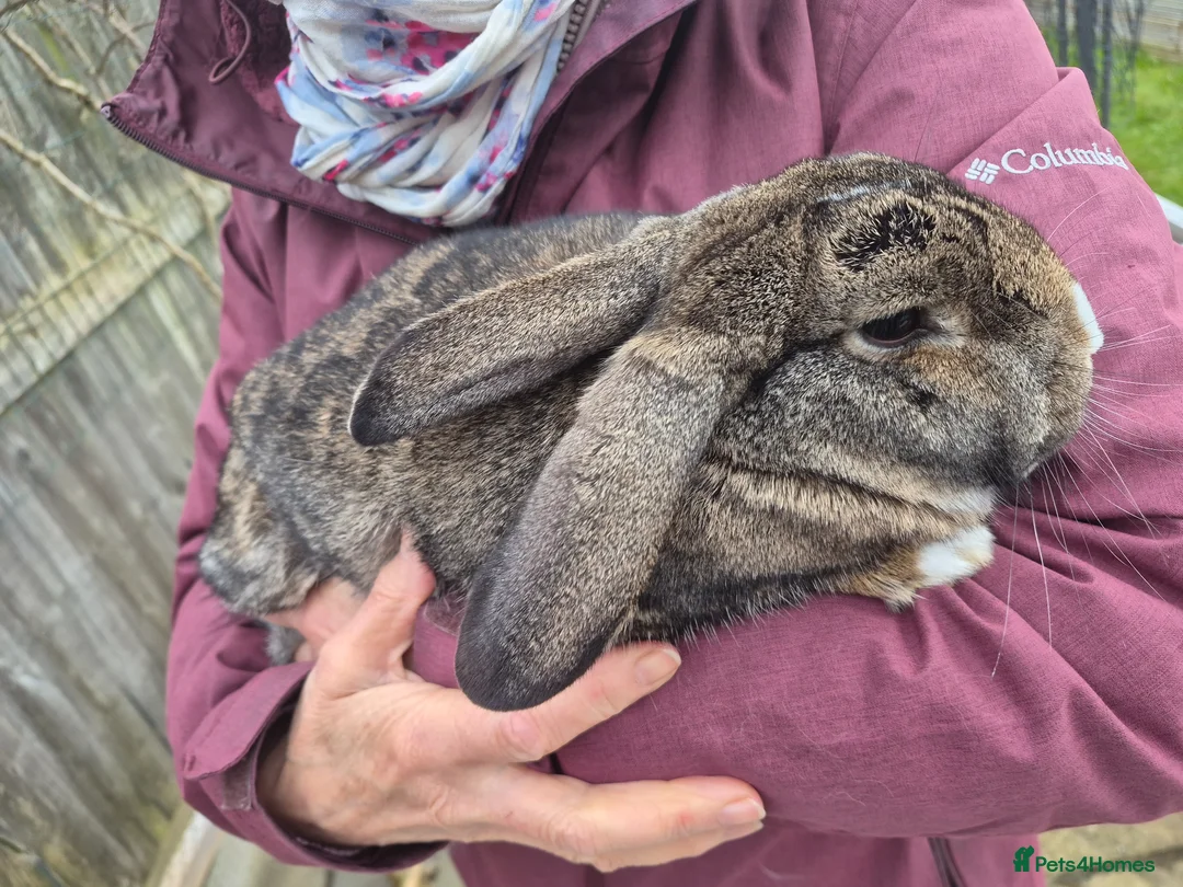English rabbits for sale: Two female, neutered, tame, rabbits  in Swindon - Advert 4