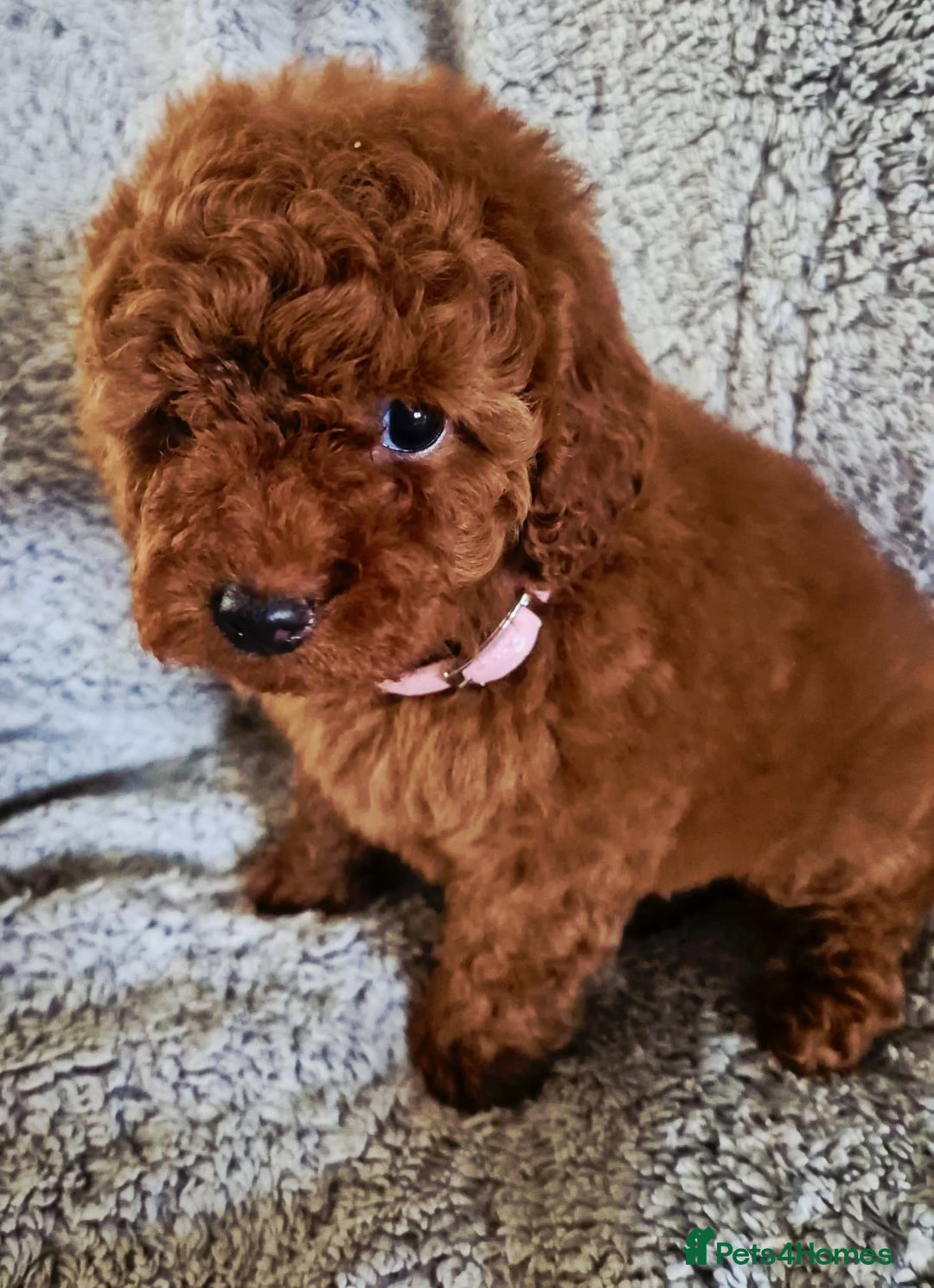 Cavapoo dogs for sale: F1bb extensively health tested caverpoo pups  - Advert 20