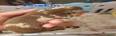 Anakin