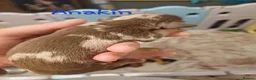 Mixed Breed dogs for sale: Bulldach puppies in Doncaster - Advert 6